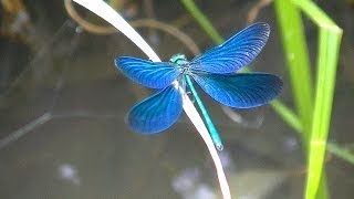 Libellule Bleu Argenté Tres belle vidéo [upl. by Jovia]