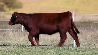 Lot 29 DSF Amanda Maid 100M  4377284 [upl. by Thayer]