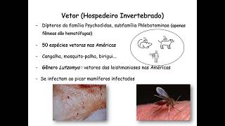 Leishmanioses  Aspectos clínicos imunológicos e laboratoriais [upl. by Osric]