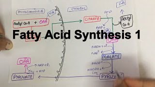 Fatty Acid SynthesisPart 1 [upl. by Kirit]