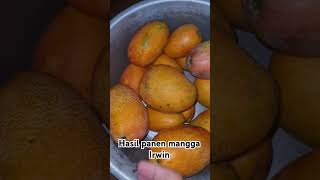 Hasil panen mangga Irwinkebunmangga manggairwin hspfarm [upl. by Eilhsa657]