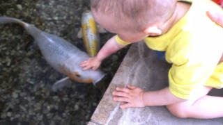 Koi koi fish stroking  głaskanie ryb  Tropical Islands [upl. by Anoblav]