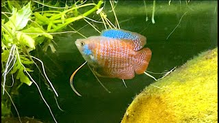 Dwarf Gourami Breeding Setup [upl. by Camala194]