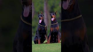 What Is a Doberman Pinscher Everything You Need to Know shortfeed factspick [upl. by Pavia322]