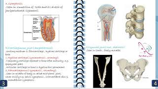 03 Veterinary arthrology general basic Anatomy part 12 [upl. by Lala]