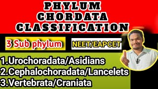 Phylum chordata classificationphylum chordata class 11 by Sagar zoology [upl. by Ordway]