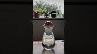 Only a month 🤯 plants avocado indoorplants plantroom plantcare plantgrowingtips roots [upl. by Xella]