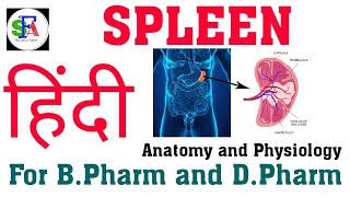 Spleen  Structure and Function  Lymphatic organ  Anatomy and Physiology [upl. by Dnilazor96]