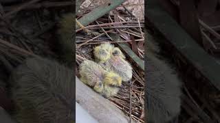 Pigeon hatching eggs at our home 🪺🐧 shortsfeed viralvideo pigeons eggs [upl. by Ahsian]