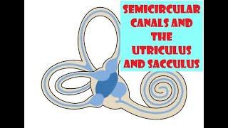 Semicircular canals and the Utriculus and Sacculus [upl. by Iatnahs]