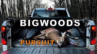 BIG WOODS WHITETAILS Tracking bucks in the Wilderness [upl. by Daren]