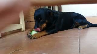 ζ Rottweiler Eating Green Mango And Not Sharing Any [upl. by Ahsir]