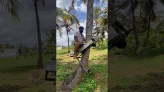 Climbing Tree on Machine   Tree Climbing Machine [upl. by Anit]