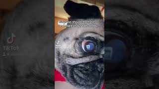 Jabba has a message for everyone… dogs pug funnyanimals funny shorts [upl. by Nelda]