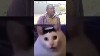 Huh hu cats shorts shortvideo tranding memesvideo edits funny ymoments t [upl. by Nylloc329]