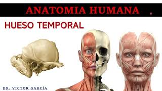 Hueso Temporal  Anatomía Humana en Odontología [upl. by Dunston]