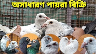 ULTIMATE QUALITY MADRASI PIGEON FOR SALE [upl. by Lallage]