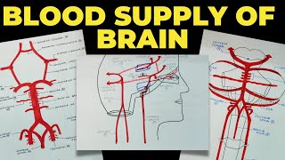 Blood Supply of Brain  Circle of Willis  Neuroanatomy  EOMS [upl. by Burget]