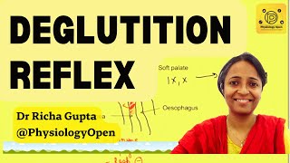 deglutition reflex Swallowing reflex phases  Gastrointestinal GI Physiology mbbs 1st year [upl. by Valerie]