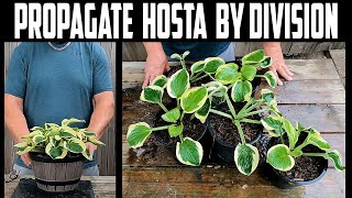 Propagate Hosta by Division [upl. by Samid]