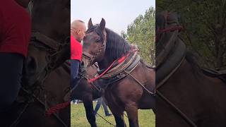 Champions  the strongest draft horses [upl. by Esekram]