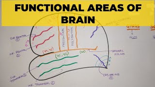 Functional Areas of Brain  1  Sulci amp Gyri [upl. by Tjon]