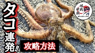 タコ釣り 【初心者必見】渋くてもこの釣り方を見れば釣れます。 [upl. by Steel]