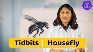 How do houseflies spread diseases  A video about increase in diseases  TidBits [upl. by Nesmat]