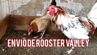 ENVIO DE ROOSTER VALLEY  GALLOS Y RANCHOS [upl. by Eitsirhc]