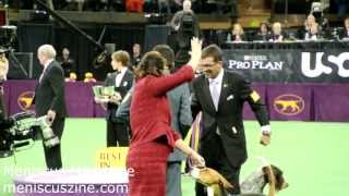 Best in Show  2013 Westminster Dog Show  Banana Joe Affenpinscher  Meniscus Magazine [upl. by Nitsir]