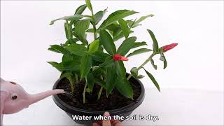 Red Button Ginger Propagation by Stem Cuttings [upl. by Faires]