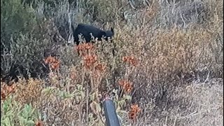 Chasse au sanglier en corse 💥tir d’un beau mâle [upl. by Petrine604]