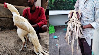 Parrot Beak Long Tail Aseel Breeding farm [upl. by Niram15]