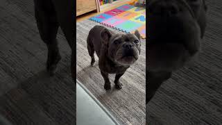 Frenchie screaming because he wants his human brothers food [upl. by Econah]