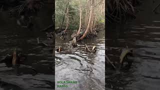 Swamp hangs in NOLA viralreels animals funny [upl. by Medora632]