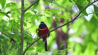 Red Naped Trogon 红枕咬鹃 [upl. by Lazos]