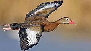 Whistling Black Bellied Ducks [upl. by Freed808]