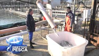 TOSCANA OBIETTIVO PESCA  La laguna di Orbetello [upl. by Wappes]