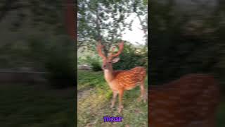 Do you know why deer shed their antlers every yearshortsfeed shortsviral shortsyoutube [upl. by Geithner]