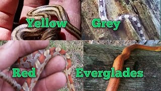 RAT SNAKES The ultimate guide to rat snakes [upl. by Eleanora400]