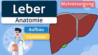 Leber  Aufbau und Funktion einfach erklärt [upl. by Antoine]