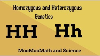 Homozygous vs Heterozygous Genotype [upl. by Einohpets]