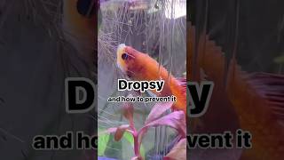 Treatment of dropsy 🐬 bettafish bettatanksetup bettathailand ytshorts pettalks [upl. by Dekeles]