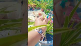 Spider plant plants saveearth green shorts viralvideo explore fyp like [upl. by Daisie]