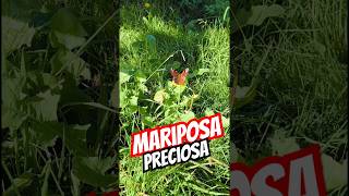 ❌Mariposa UNICA en el MUNDO❌vanlife mariposas viralshort travel vidacamper naturaleza [upl. by Henrion905]