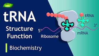 tRNA  tRNA Charging  tRNA Function  BIOCHEM I PART7  Protein Synthesis Basic Science Series [upl. by Haland316]