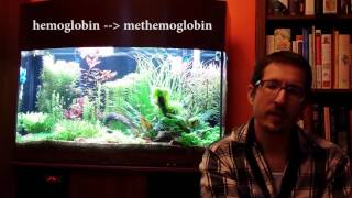 Chlorine and Chloramine in Your Aquarium Toxicity pt2 [upl. by Jean-Claude]