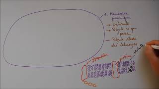 Structure cellulaire 1  Membrane noyau appareil de Golgi [upl. by Lohse314]