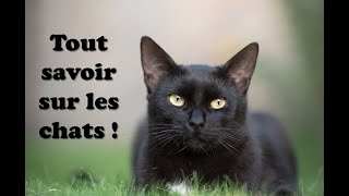 Tout savoir sur les chats 🐱 [upl. by Francisco]