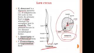 Leishmania donovani [upl. by Annaert961]